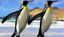 网红爆料企鹅事件视频,真相揭秘，网友热议不断